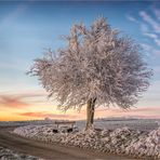 weihnachts-baum