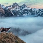 Weihnachts Bock
