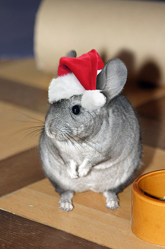 Weihnachts-Bonsai - Einer unser beiden Chinchilla-Jungs