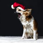 Weihnachts-Chihuahua