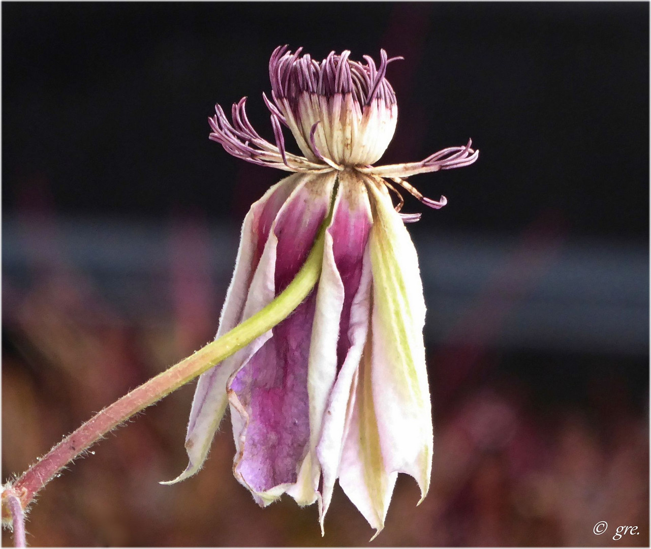 Weihnachts-Clematis