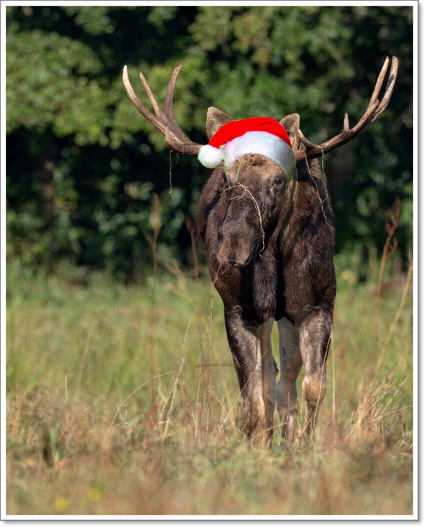 "Weihnachts-Elch "Bert"