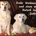 Weihnachts-Goldis Dana und Abbee