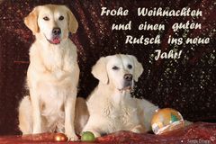 Weihnachts-Goldis Dana und Abbee