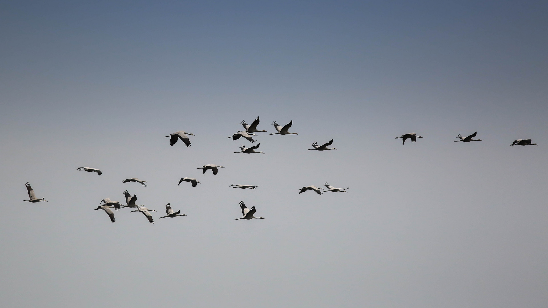 Weihnachts Grus Grus