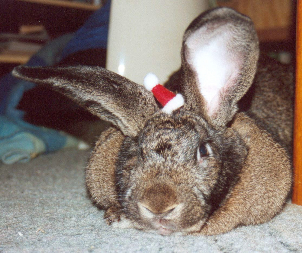 Weihnachts-Kaninchen