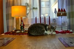 Weihnachts-Kater