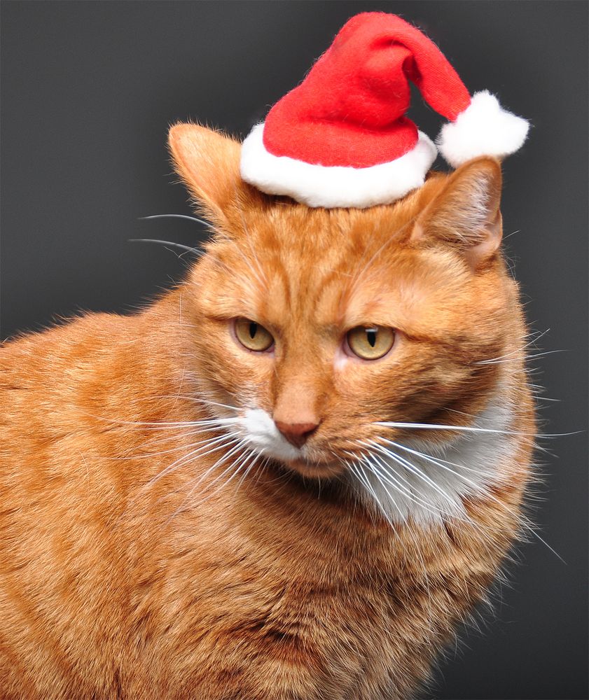 Weihnachts - Katze Foto & Bild | tiere, natur Bilder auf fotocommunity