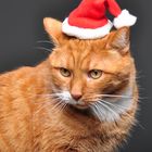 Weihnachts - Katze