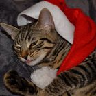 Weihnachts-Katze