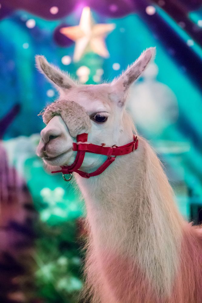 Weihnachts Lama Foto & Bild weihnachtsmärkte, gratulation und