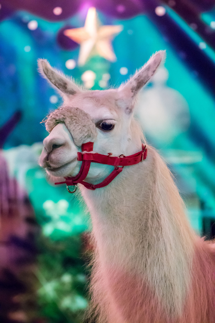 Weihnachts Lama