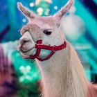 Weihnachts Lama