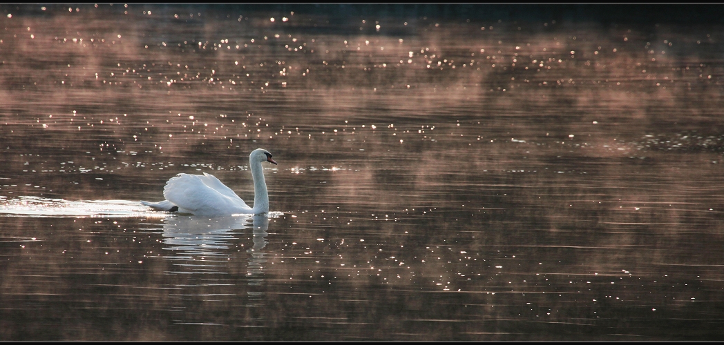 Weihnachts-Schwan