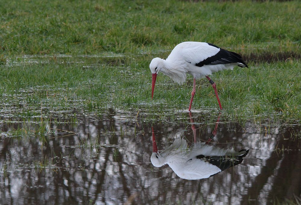 weihnachts-storch...