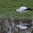 weihnachts-storch...