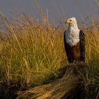 Weihnachtsadler