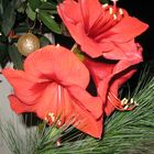 Weihnachtsamaryllis