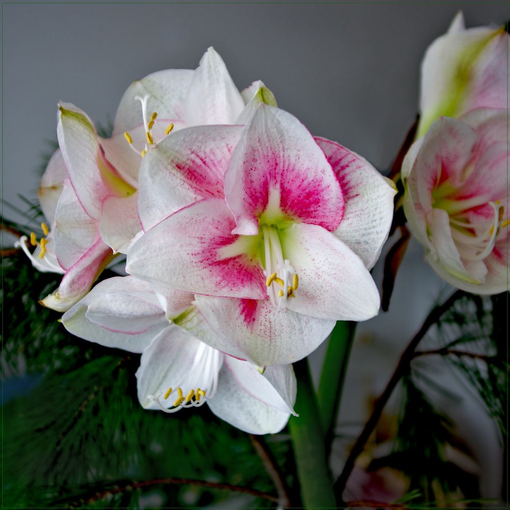 Weihnachtsamaryllis