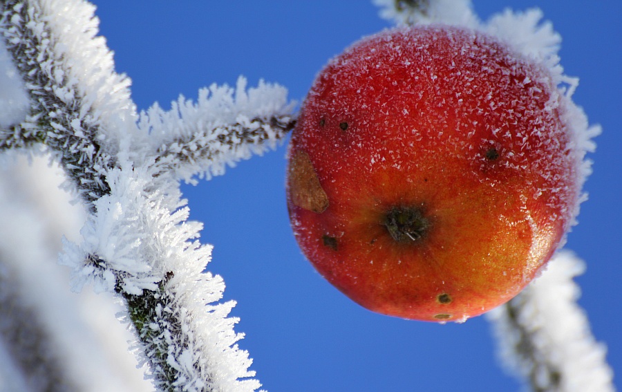 Weihnachtsapfel