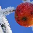 Weihnachtsapfel