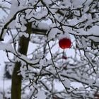 WeihnachtsApfel