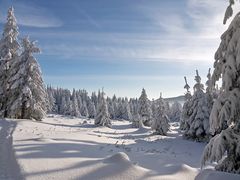 Weihnachtsbäume