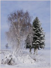 Weihnachtsbäume