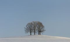 Weihnachtsbäume