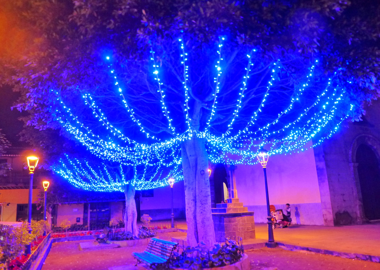 Wetter Teneriffa Weihnachten 2022 Weihnachtsbäume Foto & Bild gratulation und feiertage, weihnachten