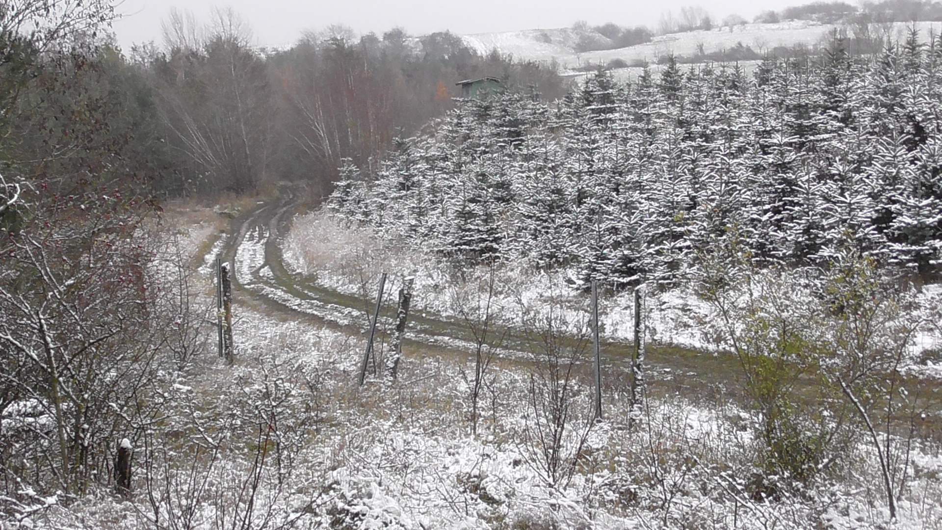 Weihnachtsbäume auf den Butterberg.