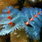 Weihnachtsbäume (Christmastreeworm)