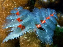 Weihnachtsbäume (Christmastreeworm)