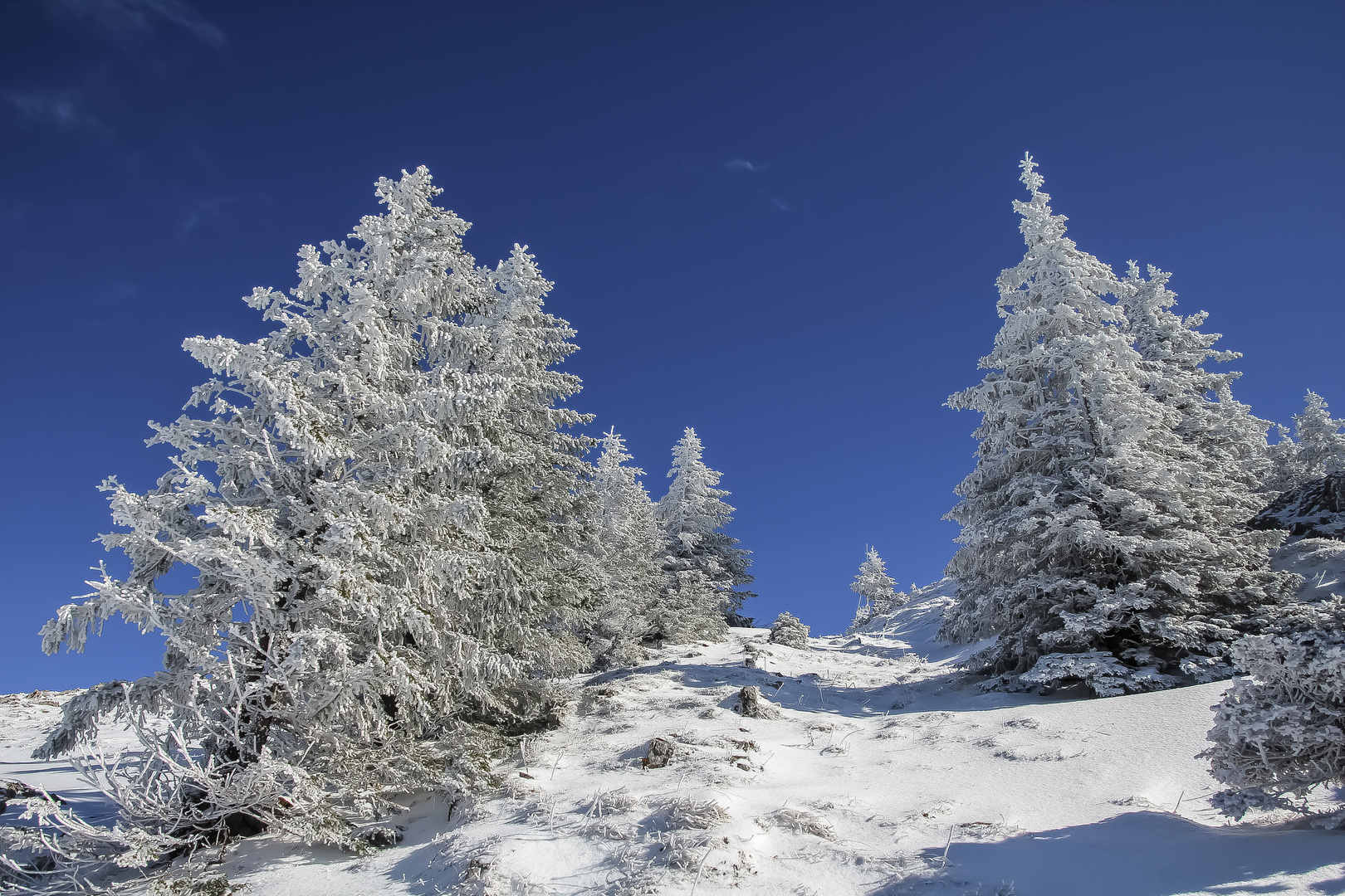 Weihnachtsbäume im Winterurlaub ;-)