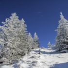 Weihnachtsbäume im Winterurlaub ;-)