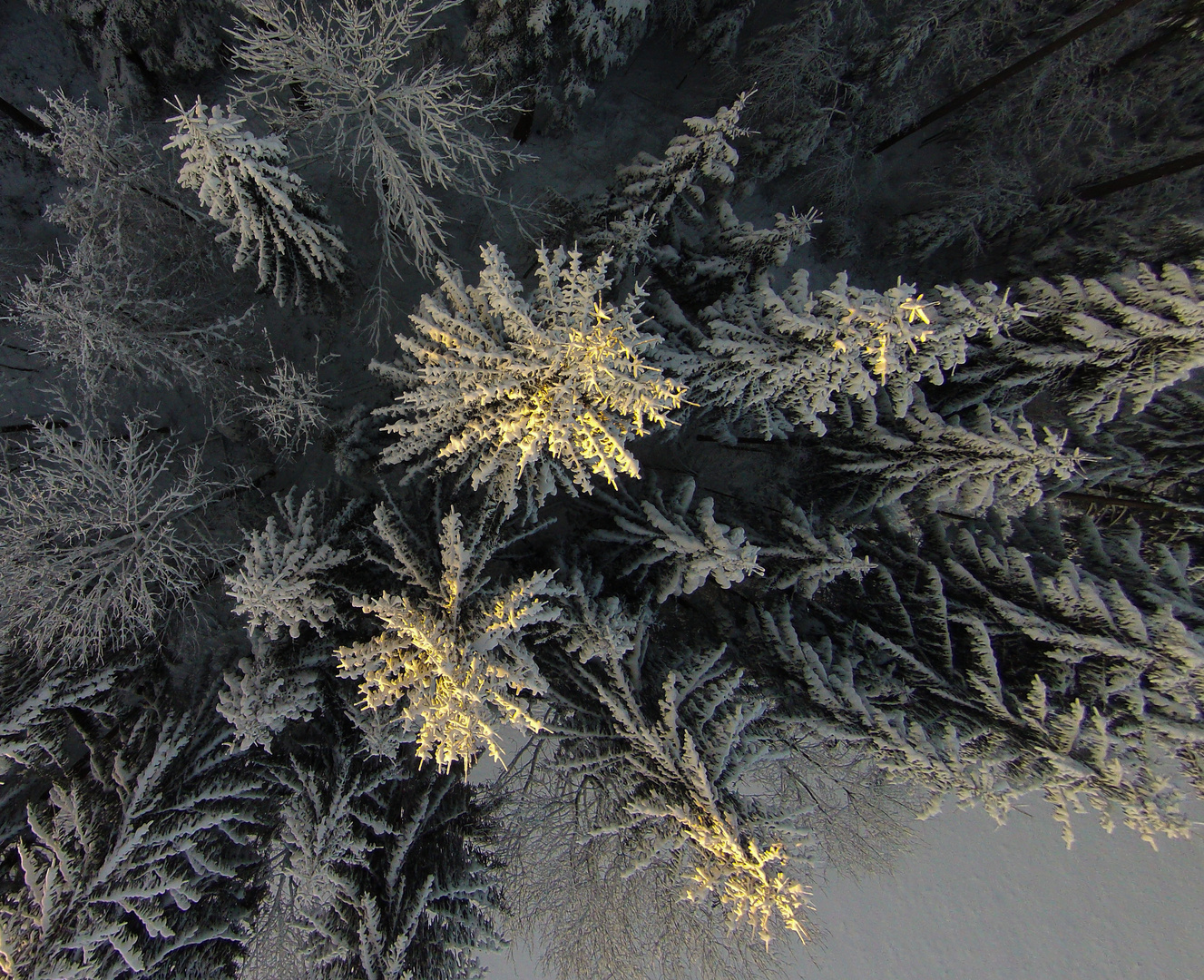 Weihnachtsbäume in der Natur