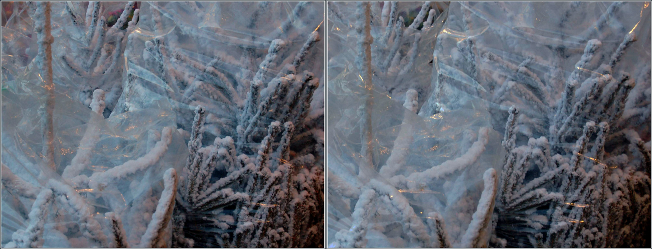 Weihnachtsbäume klimawandelproof