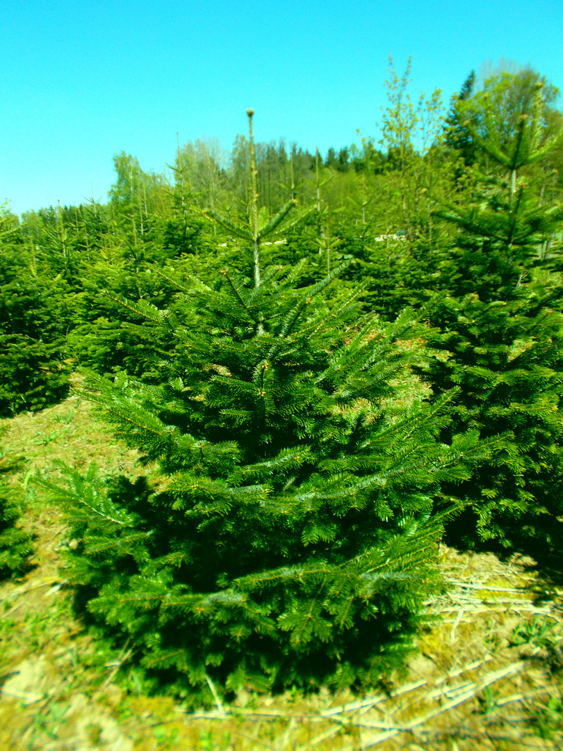 Weihnachtsbäume Prima Mix