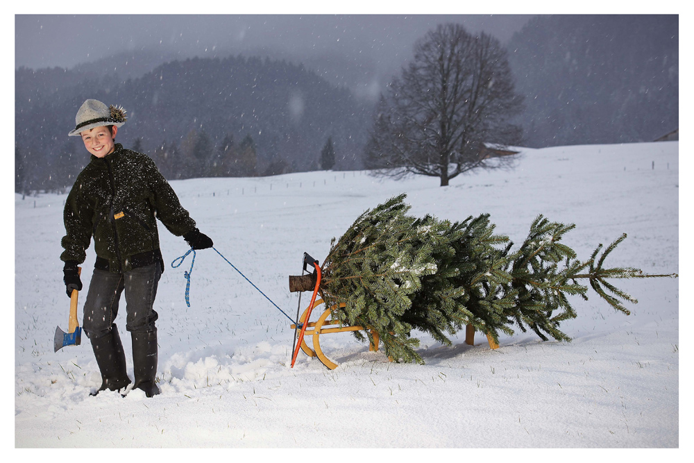 Weihnachtsbaum