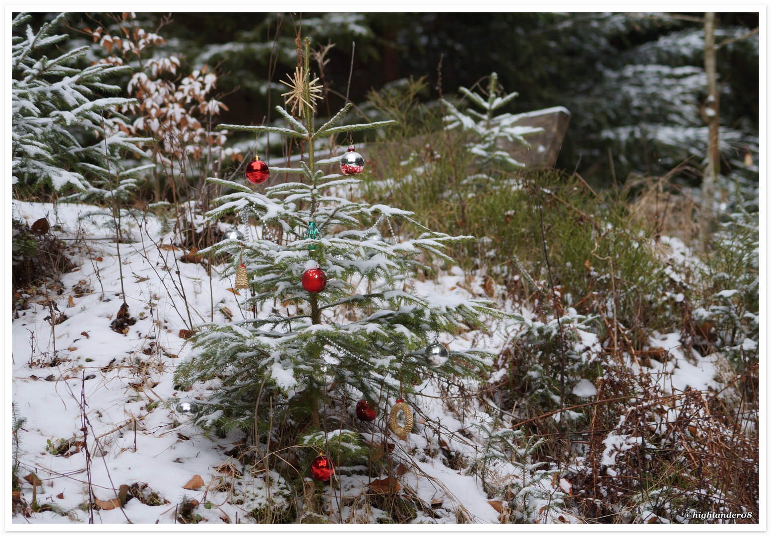 Weihnachtsbaum 2