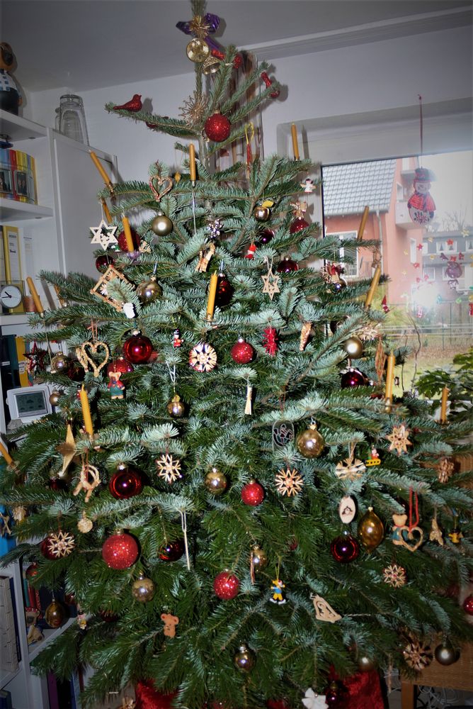 Weihnachtsbaum 2017 Foto & Bild pflanzen, pilze & flechten, bäume