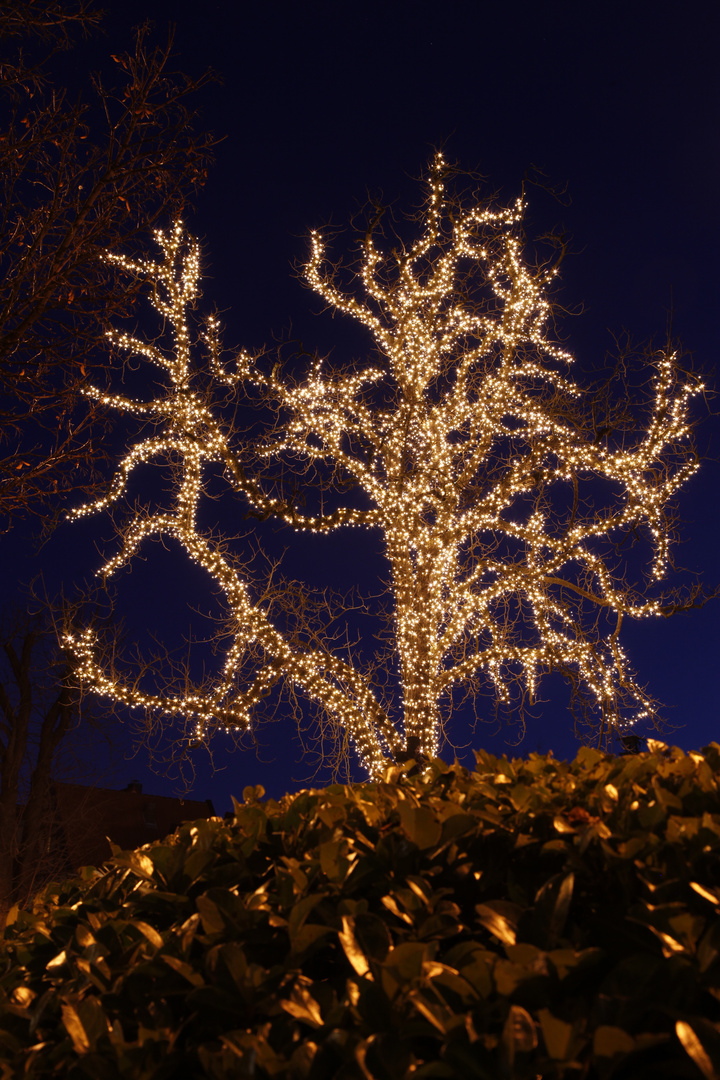 Weihnachtsbaum 3