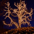 Weihnachtsbaum 3