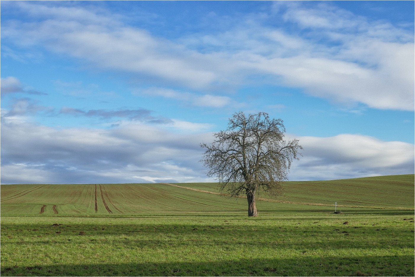 Weihnachtsbaum