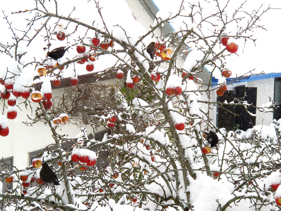 Weihnachtsbaum