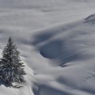 Weihnachtsbaum