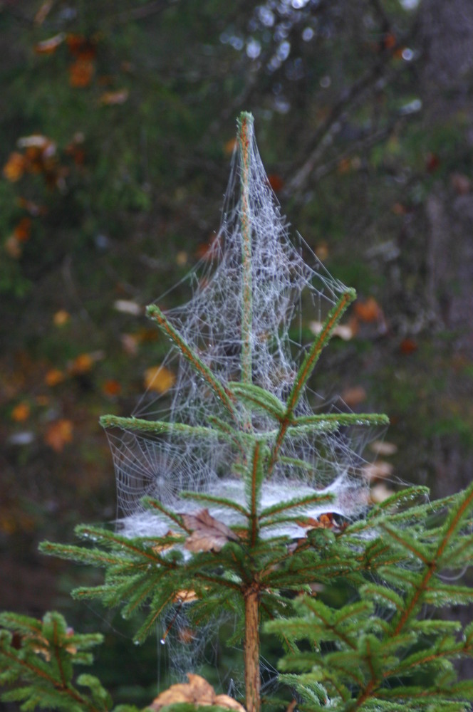 Weihnachtsbaum