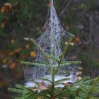 Weihnachtsbaum