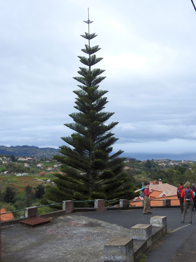 Weihnachtsbaum 