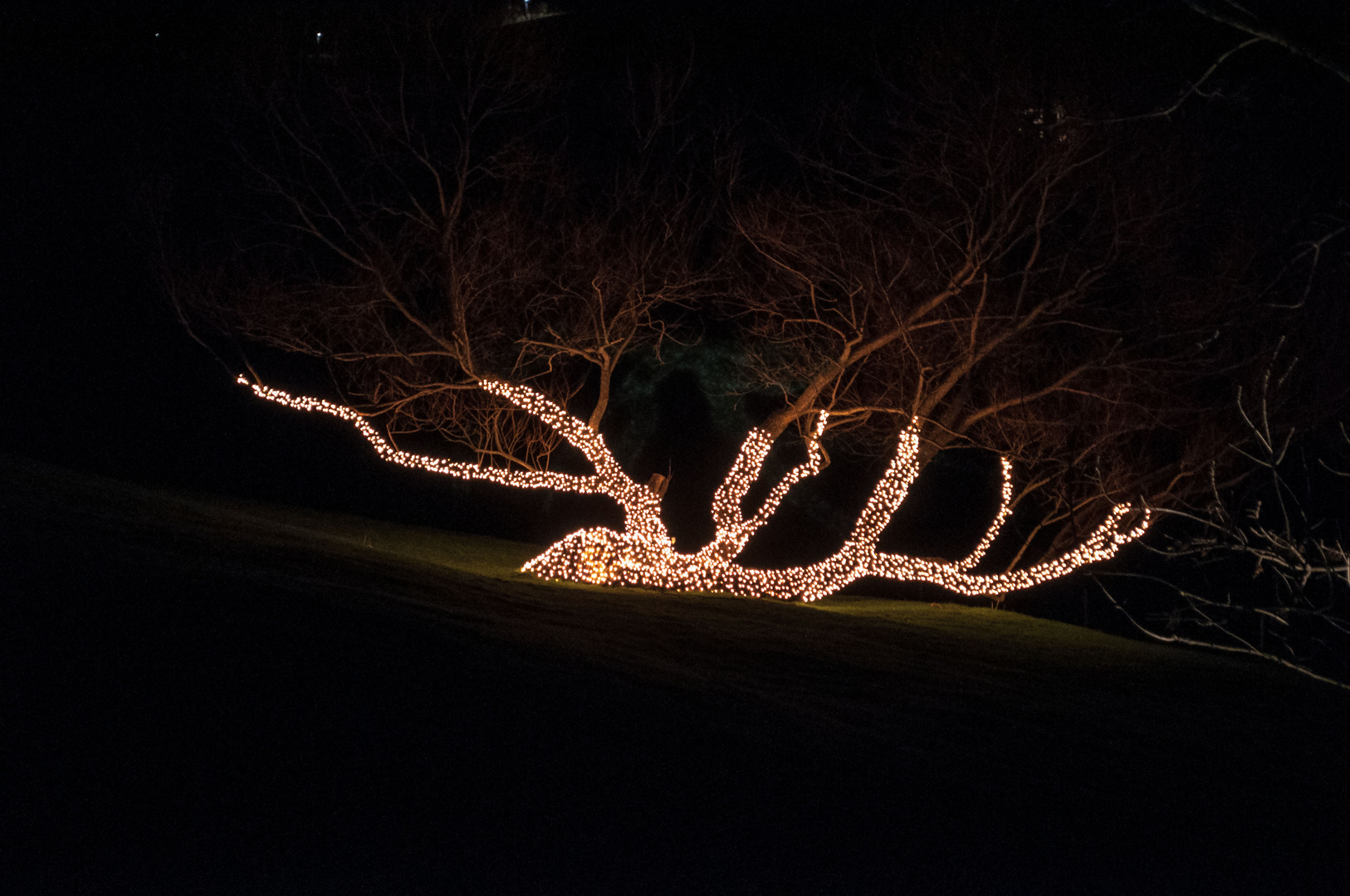 Weihnachtsbaum